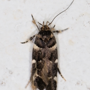 Macrobathra ceraunobola at Melba, ACT - 1 Feb 2022