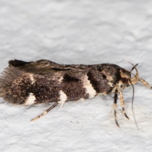 Macrobathra ceraunobola at Melba, ACT - 1 Feb 2022