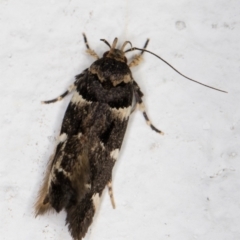 Macrobathra ceraunobola at Melba, ACT - 1 Feb 2022