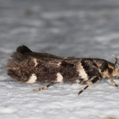 Macrobathra ceraunobola at Melba, ACT - 1 Feb 2022