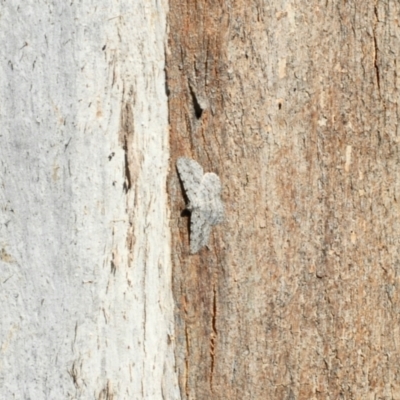Psilosticha absorpta (Fine-waved Bark Moth) at Aranda, ACT - 29 Mar 2022 by KMcCue
