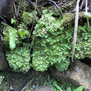 Lunularia cruciata at Mount Fairy, NSW - suppressed