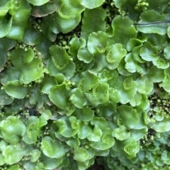 Lunularia cruciata at Mount Fairy, NSW - 29 Mar 2022