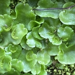 Lunularia cruciata at Mount Fairy, NSW - 29 Mar 2022