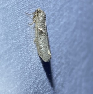 Blastobasis (genus) at Jerrabomberra, NSW - suppressed