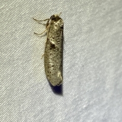 Blastobasis (genus) at Jerrabomberra, NSW - suppressed
