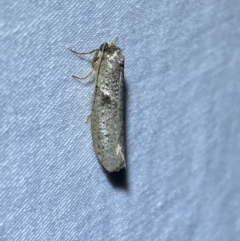 Blastobasis (genus) at Jerrabomberra, NSW - suppressed