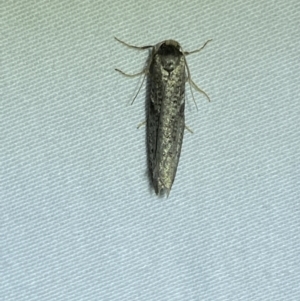 Blastobasis (genus) at Jerrabomberra, NSW - suppressed
