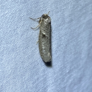 Blastobasis (genus) at Jerrabomberra, NSW - suppressed