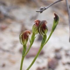 Speculantha parviflora at Vincentia, NSW - 26 Mar 2022 by AnneG1