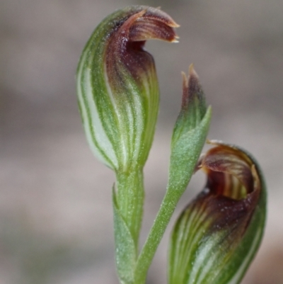 Speculantha parviflora at Vincentia, NSW - 26 Mar 2022 by AnneG1