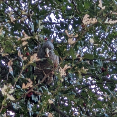 Callocephalon fimbriatum (Gang-gang Cockatoo) at Leneva, VIC - 28 Mar 2022 by ChrisAllen