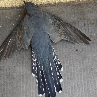 Cacomantis flabelliformis (Fan-tailed Cuckoo) at Deakin, ACT - 29 Mar 2022 by Binny