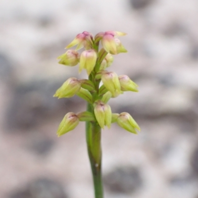 Corunastylis pumila (Green Midge Orchid) at Vincentia, NSW - 26 Mar 2022 by AnneG1