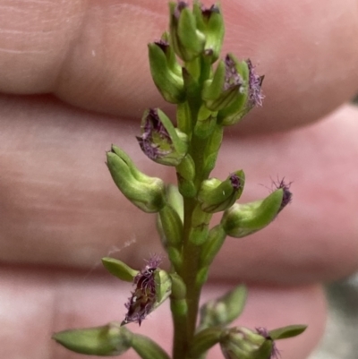 Corunastylis apostasioides (Freak Midge Orchid) at Vincentia, NSW - 26 Mar 2022 by AnneG1