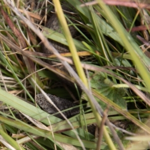 Drysdalia coronoides at Mount Clear, ACT - 29 Mar 2022 12:48 PM