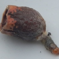 Unverified Other Invertebrate by Tmac