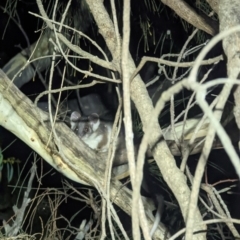 Pseudocheirus peregrinus (Common Ringtail Possum) at Mount Ainslie - 26 Mar 2022 by Positivism1