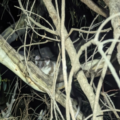 Pseudocheirus peregrinus (Common Ringtail Possum) at Campbell, ACT - 26 Mar 2022 by Positivism1