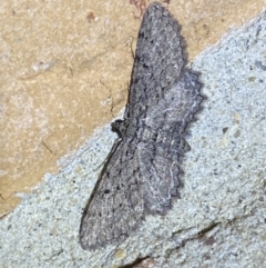 Psilosticha pristis (Little Brown Bark Moth) at Jerrabomberra, NSW - 28 Mar 2022 by Steve_Bok