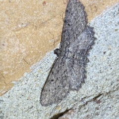 Psilosticha pristis at Jerrabomberra, NSW - 28 Mar 2022