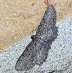 Psilosticha pristis at Jerrabomberra, NSW - 28 Mar 2022