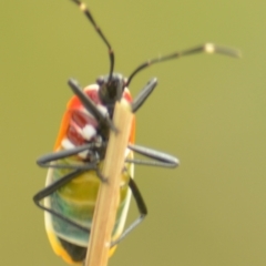 Dindymus versicolor (Harlequin Bug) at Jerrabomberra, NSW - 29 Mar 2022 by TmacPictures