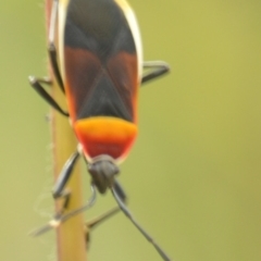 Dindymus versicolor at Jerrabomberra, NSW - 29 Mar 2022