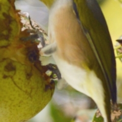 Zosterops lateralis (Silvereye) at Jerrabomberra, NSW - 29 Mar 2022 by Tmac
