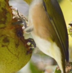 Zosterops lateralis (Silvereye) at Jerrabomberra, NSW - 29 Mar 2022 by TmacPictures