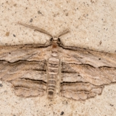 Euphronarcha luxaria (Striated Bark Moth) at Melba, ACT - 1 Feb 2022 by kasiaaus
