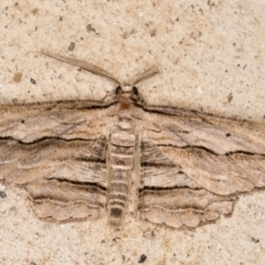 Euphronarcha luxaria at Melba, ACT - 2 Feb 2022