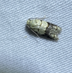 Tracholena sulfurosa (A tortrix moth) at Jerrabomberra, NSW - 29 Mar 2022 by Steve_Bok