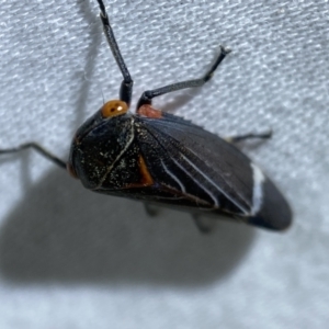 Eurymeloides lineata at Jerrabomberra, NSW - 29 Mar 2022