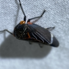 Eurymeloides lineata at Jerrabomberra, NSW - 29 Mar 2022