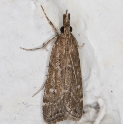 Eudonia cleodoralis (A Crambid moth) at Melba, ACT - 2 Feb 2022 by kasiaaus