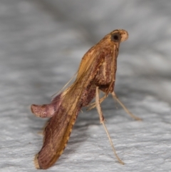 Endotricha pyrosalis (A Pyralid moth (Endotrichinae) at Melba, ACT - 2 Feb 2022 by kasiaaus