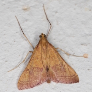 Endotricha pyrosalis at Melba, ACT - 2 Feb 2022