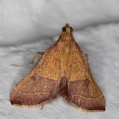 Endotricha pyrosalis at Melba, ACT - 2 Feb 2022