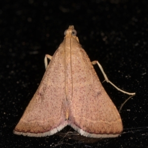 Endotricha ignealis at Melba, ACT - 2 Feb 2022 11:44 PM