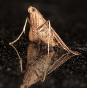 Endotricha ignealis at Melba, ACT - 2 Feb 2022 11:44 PM