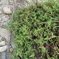 Persicaria prostrata (Creeping Knotweed) at Googong Foreshore - 26 Mar 2022 by Ned_Johnston