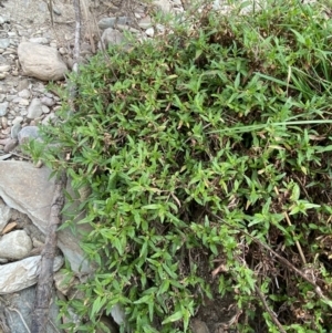 Persicaria prostrata at Burra, NSW - 27 Mar 2022