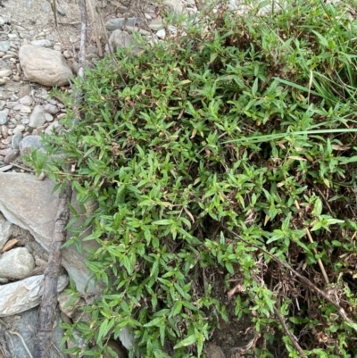 Persicaria prostrata (Creeping Knotweed) at Googong Foreshore - 26 Mar 2022 by Ned_Johnston