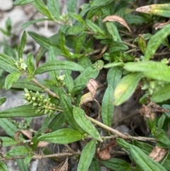 Persicaria prostrata at Burra, NSW - 27 Mar 2022