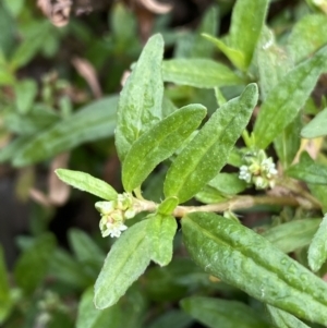 Persicaria prostrata at Burra, NSW - 27 Mar 2022