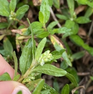 Persicaria prostrata at Burra, NSW - 27 Mar 2022