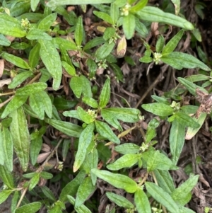 Persicaria prostrata at Burra, NSW - 27 Mar 2022