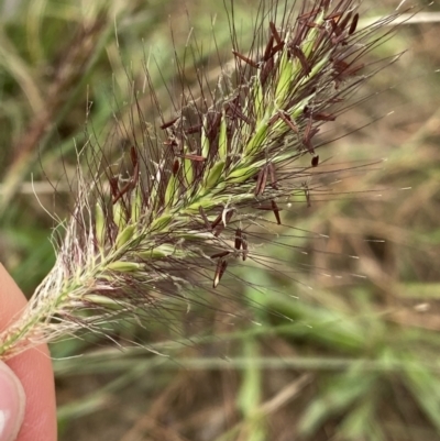 Cenchrus purpurascens (Swamp Foxtail) at Googong Foreshore - 26 Mar 2022 by Ned_Johnston