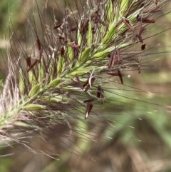 Cenchrus purpurascens at Burra, NSW - 27 Mar 2022 09:32 AM